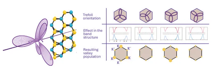 Schematic of the valley polarization effect, where the incident trefoil field (in purple) causes valley polarization in the bulk material MoS2. This effect can be controlled by rotating the field with respect to the material. Credit: ICFO.